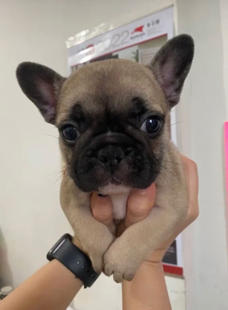 French Bulldog fawn di Elite Frenchie Medan