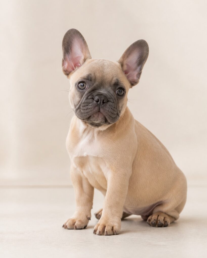 French Bulldog blue fawn dengan tubuh fawn dan mask abu abu slate