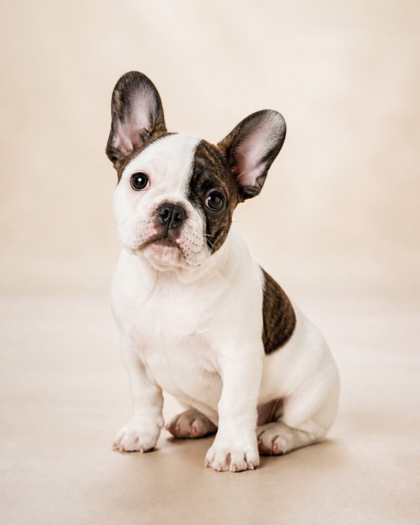 French Bulldog pied putih dengan bercak brindle yang terdistribusi